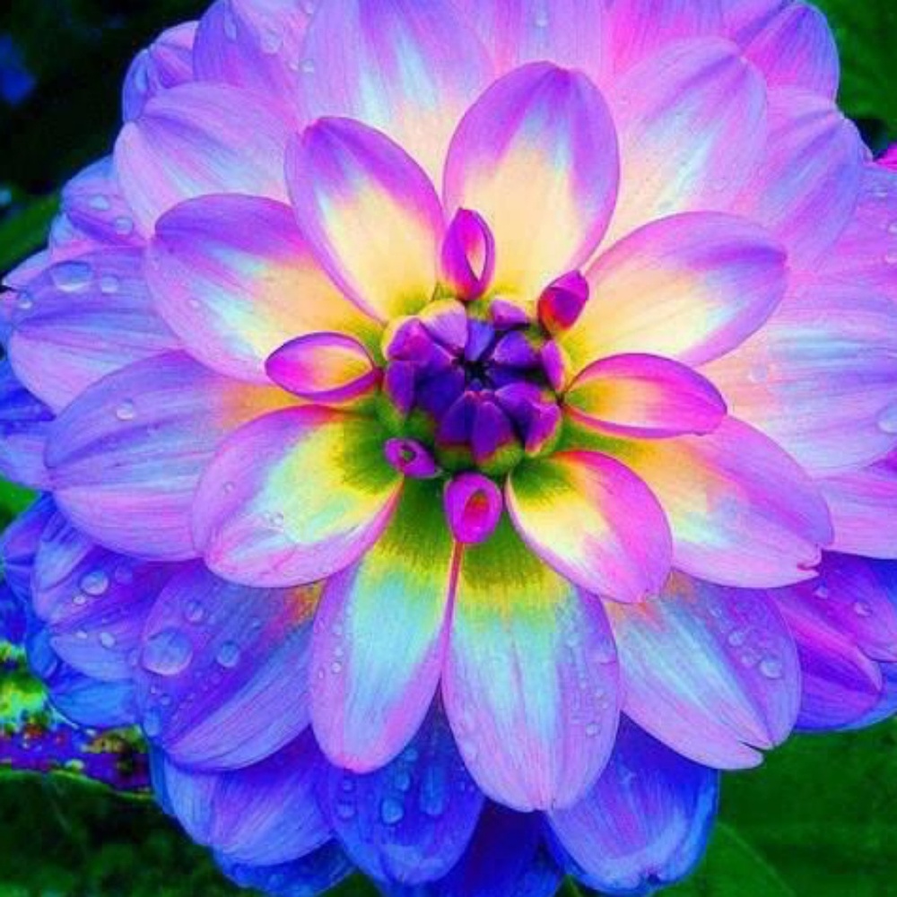 Meet your Posher, Rina